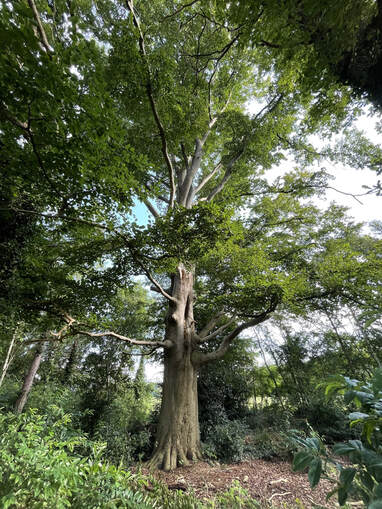 Hele mooie oude boom in het bos van de natuurbegraafplaats
